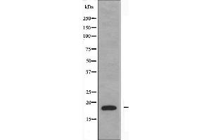 NBL1 抗体  (C-Term)