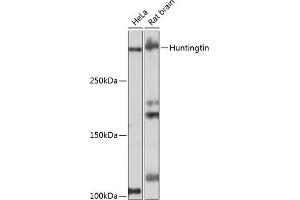 Western blot analysis of extracts of various cell lines, using Huntingtin antibody (ABIN7267793) at 1:1000 dilution. (Huntingtin antibody)