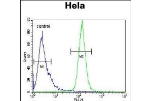 H2AFY2 Antibody (N-term) (ABIN654683 and ABIN2844376) flow cytometric analysis of Hela cells (right histogram) compared to a negative control cell (left histogram). (H2AFY2 antibody  (N-Term))