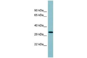 WB Suggested Anti-SFTPD Antibody Titration:  0. (SFTPD antibody  (Middle Region))