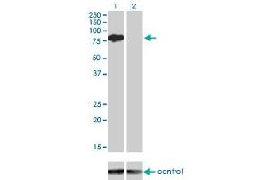 Western blot analysis of BMP2K over-expressed 293 cell line, cotransfected with BMP2K Validated Chimera RNAi (Lane 2) or non-transfected control (Lane 1).