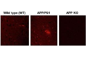 Immunofluorescence (IF) image for anti-Amyloid beta (Abeta) (C-Term) antibody (ABIN5508784)