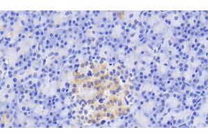 Detection of TRY in Porcine Pancreas Tissue using Monoclonal Antibody to Trypsin (TRY) (Trypsin antibody)