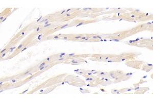 Detection of APLN in Mouse Cardiac Muscle Tissue using Polyclonal Antibody to Apelin (APLN) (Apelin antibody  (AA 23-77))