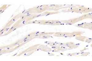 Detection of APLN in Mouse Cardiac Muscle Tissue using Polyclonal Antibody to Apelin (APLN)