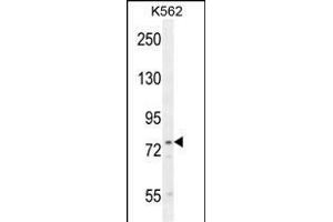 UROC1 Antibody (Center) (ABIN655098 and ABIN2844729) western blot analysis in K562 cell line lysates (35 μg/lane).