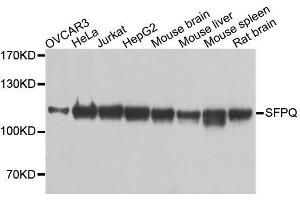 Western blot analysis of extracts of various cell lines, using SFPQ antibody. (SFPQ antibody  (AA 578-707))