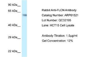 Western Blotting (WB) image for anti-Folliculin (FLCN) (C-Term) antibody (ABIN786438) (FLCN antibody  (C-Term))