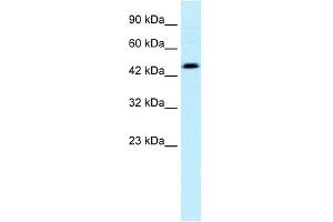WB Suggested Anti-CALR Antibody Titration: 0. (Calreticulin antibody  (C-Term))