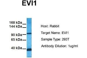 Host: Rabbit Target Name: EVI1 Sample Tissue: Human 293T Antibody Dilution: 1. (MECOM antibody  (C-Term))