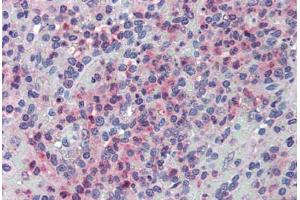 Anti-GLG1 antibody  ABIN960781 IHC staining of human spleen. (GLG1 antibody  (Internal Region))