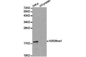 Western Blotting (WB) image for anti-Histone 3 (H3) (H3R26me) antibody (ABIN1873017) (Histone 3 antibody  (H3R26me))