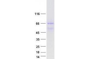 DNAJA3 Protein (Transcript Variant 1) (Myc-DYKDDDDK Tag)