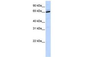 Image no. 1 for anti-Arylsulfatase H (ARSH) (AA 252-301) antibody (ABIN6740891) (Arylsulfatase H antibody  (AA 252-301))
