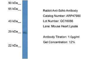 Western Blotting (WB) image for anti-Succinate Dehydrogenase Complex, Subunit B, Iron Sulfur (Ip) (SDHB) (Middle Region) antibody (ABIN2783180)