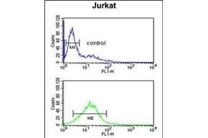 PLB-T17 Antibody (ABIN653840 and ABIN2843104) flow cytometric analysis of Jurkat cells (bottom histogram) compared to a negative control cell (top histogram). (PLB-T17 (AA 1-30) antibody)