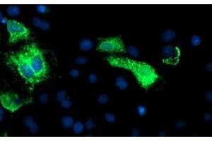 Image no. 5 for anti-Carboxypeptidase A1 (Pancreatic) (CPA1) antibody (ABIN1497589) (CPA1 antibody)