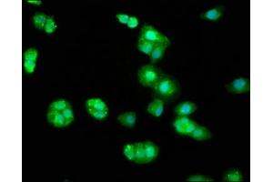 Immunofluorescence staining of HepG2 cells with ABIN7145780 at 1:33, counter-stained with DAPI. (BIN2 antibody  (AA 290-496))