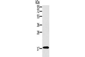 Western Blotting (WB) image for anti-Ring Finger Protein 122 (RNF122) antibody (ABIN2427080) (RNF122 antibody)