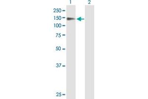 Western Blot analysis of PSD expression in transfected 293T cell line by PSD MaxPab polyclonal antibody. (PSD antibody  (AA 1-1024))