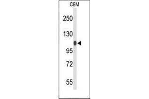 Western blot analysis of RanBP11 / Importin-11 Antibody (C-term) Cat. (Importin 11 antibody  (C-Term))