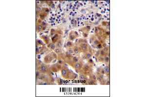 PSORS1C1 Antibody immunohistochemistry analysis in formalin fixed and paraffin embedded human liver tissue followed by peroxidase conjugation of the secondary antibody and DAB staining.