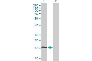Western Blot analysis of APOL4 expression in transfected 293T cell line by APOL4 MaxPab polyclonal antibody. (Apolipoprotein L 4 antibody  (AA 1-107))