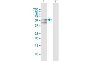 Western Blot analysis of RBMY1F expression in transfected 293T cell line by RBMY1F MaxPab polyclonal antibody. (RBMY1F antibody  (AA 1-496))