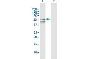 RBMY1F antibody  (AA 1-496)