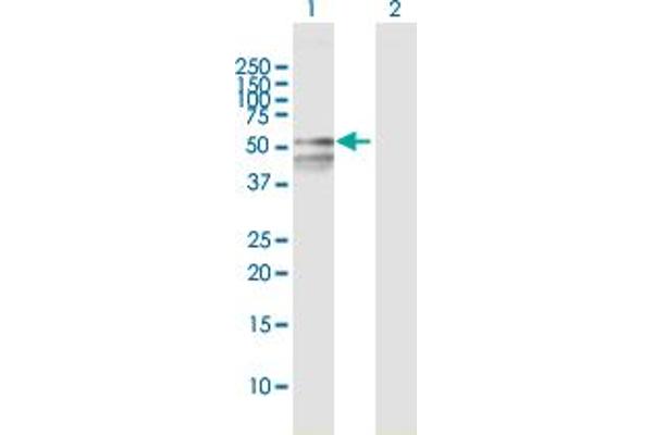 RBMY1F antibody  (AA 1-496)