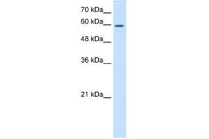 WB Suggested Anti-CRMP1 Antibody Titration:  0. (CRMP1 antibody  (C-Term))