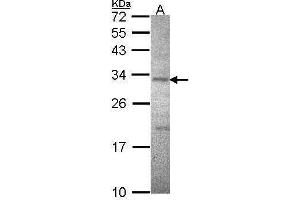 WB Image Sample (30 ug of whole cell lysate) A: Hela 12% SDS PAGE ATPase beta3(Na+/K+) antibody antibody diluted at 1:1000 (ATPase Beta3 (Center) antibody)