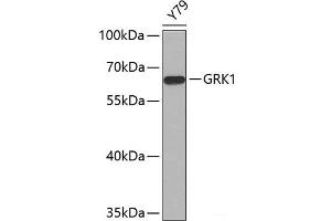 GRK1 Antikörper