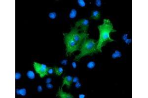Immunofluorescence (IF) image for anti-Protein tyrosine Phosphatase, Non-Receptor Type 7 (PTPN7) antibody (ABIN1500501) (PTPN7 antibody)