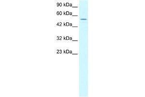 WB Suggested Anti-LHX6 Antibody Titration:  1. (LHX6 antibody  (C-Term))