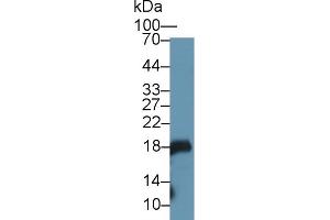 Detection of GKN1 in Mouse Stomach lysate using Polyclonal Antibody to Gastrokine 1 (GKN1) (Gastrokine 1 antibody  (AA 27-151))