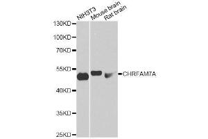 Western blot analysis of extracts of various cell lines, using CHRFAM7A antibody. (CHRFAM7A antibody  (AA 1-150))
