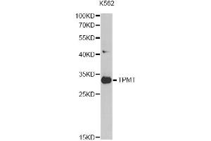Western blot analysis of extracts of K562 cells, using TPMT antibody.