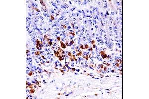 Mouse Map3k6 Antibody (N-term) ((ABIN657839 and ABIN2846801))immunohistochemistry analysis in formalin fixed and paraffin embedded mouse stomach tissue followed by peroxidase conjugation of the secondary antibody and DAB staining. (MAP3K6 antibody  (N-Term))