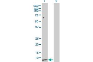 Secretin antibody  (AA 1-121)