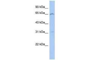 EFHA2 antibody used at 1 ug/ml to detect target protein. (EFHA2 antibody  (N-Term))