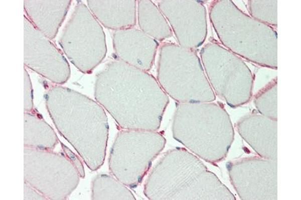 KCNE1-Like antibody  (AA 67-96)