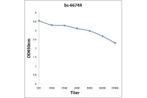 Antigen: 0. (KCNK3 antibody  (AA 51-150))