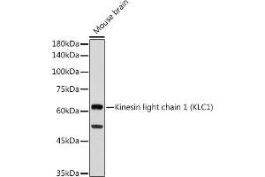 Western blot analysis of extracts of Mouse brain, using Kinesin light chain 1 (Kinesin light chain 1 (KLC1)) antibody (ABIN7268139) at 1:1000 dilution. (KLC1 antibody)