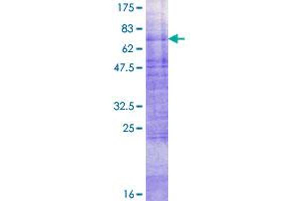 GLUT4 Protein (AA 1-509) (GST tag)