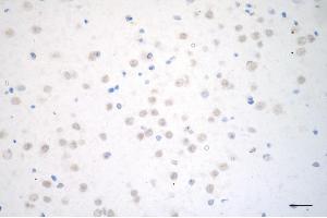 Immunohistochemistry was performed on paraffin-embedded mouse brain using cAMP responsive element binding protein 1 antibody (ABIN7797856), 1:200). (CREB1 antibody)