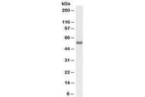 Western blot testing of rat testis lysate with biotinylated KPNA3 antibody at 1ug/ml. (KPNA3 antibody  (Biotin))