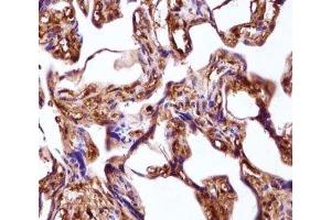 WNT3A antibody immunohistochemistry analysis in formalin fixed and paraffin embedded human placenta tissue. (WNT3A antibody  (AA 151-180))