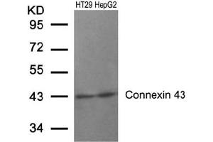 Image no. 1 for anti-Gap Junction Protein, alpha 1, 43kDa (GJA1) (AA 365-369) antibody (ABIN197507) (Connexin 43/GJA1 antibody  (AA 365-369))