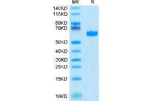 LAIR1 Protein (AA 22-163) (Fc Tag)